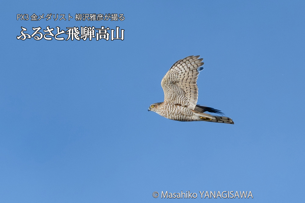 飛騨高山に棲むハイタカの写真です。