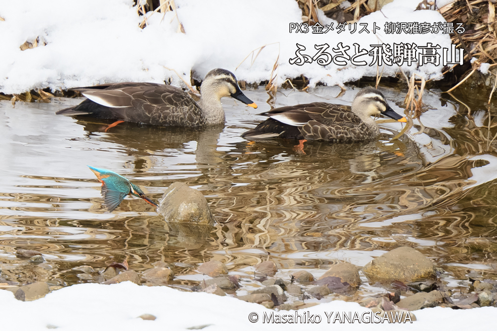 飛騨高山に棲むカワセミとカルガモの写真です。
