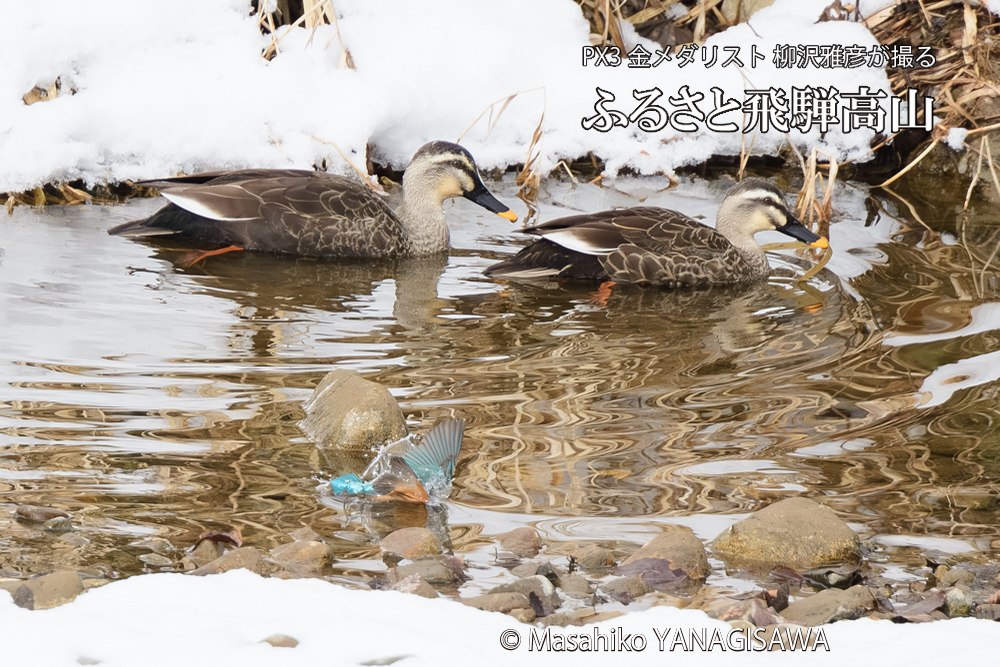 飛騨高山に棲むカワセミとカルガモの写真です。