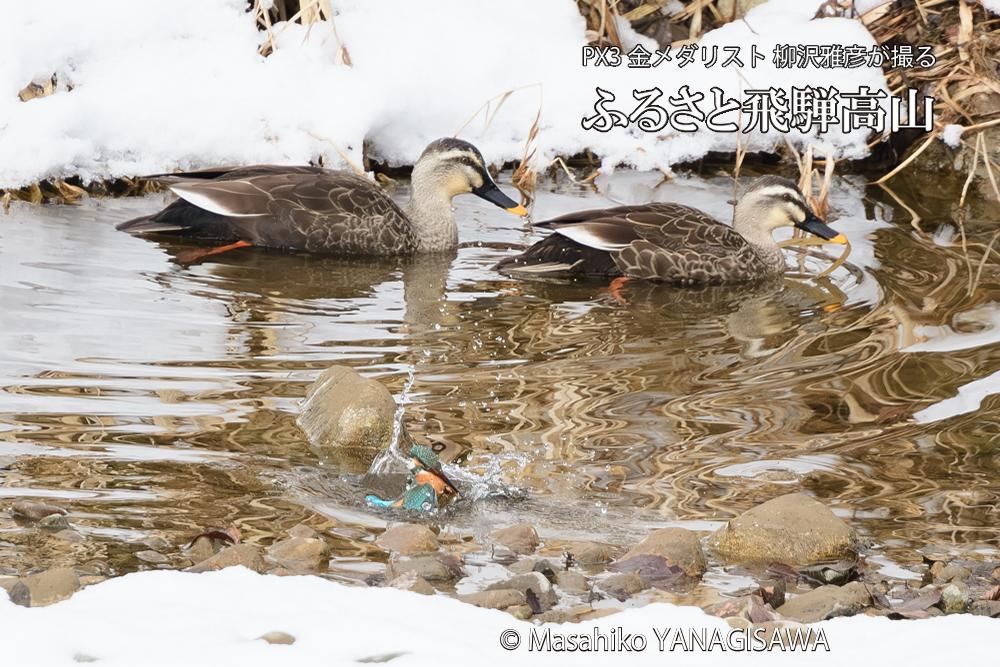 飛騨高山に棲むカワセミとカルガモの写真です。