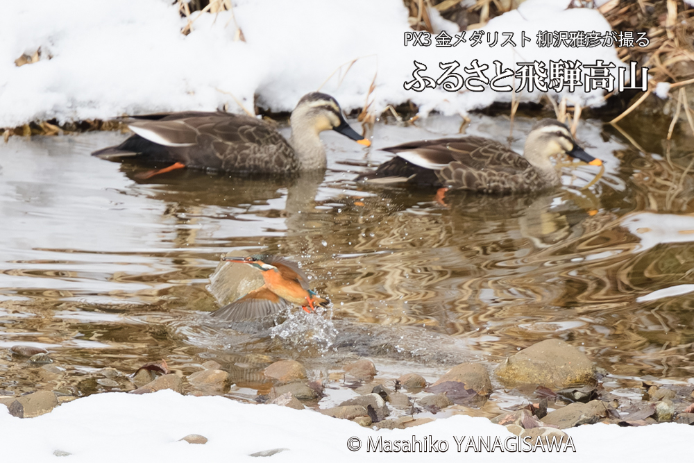 飛騨高山に棲むカワセミとカルガモの写真です。