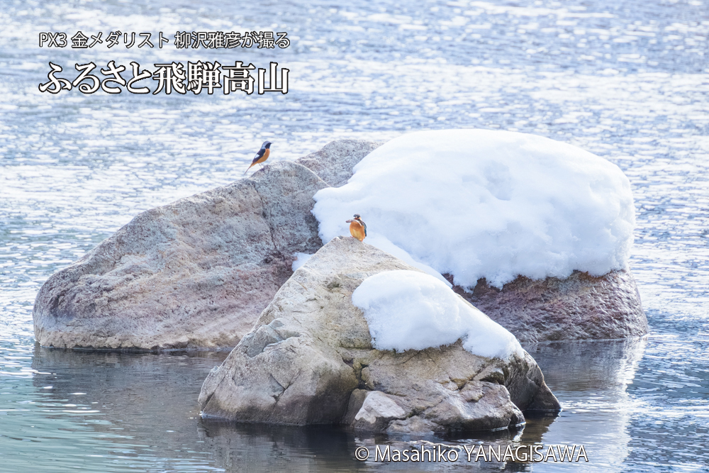 飛騨高山に棲むカワセミ雌とジョウビタキ雄の写真です。