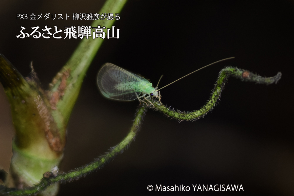 飛騨高山に棲むクサカゲロウの写真です。