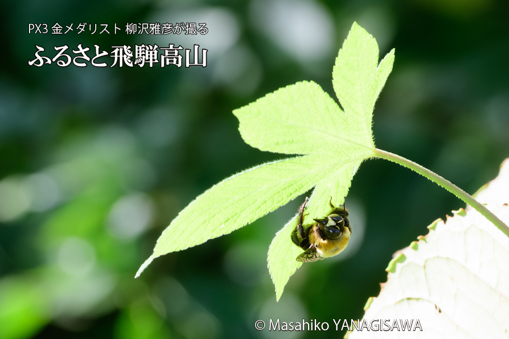 飛騨高山に棲むクマバチの写真です。