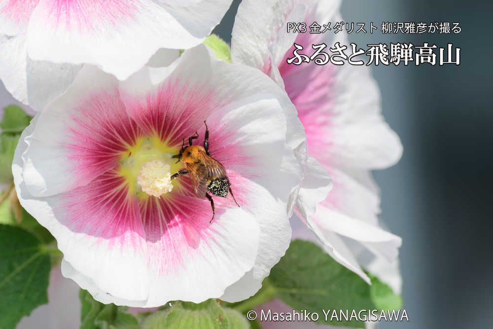 飛騨高山に棲むクマバチの写真です。